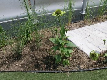 Projet Toit Terrasse